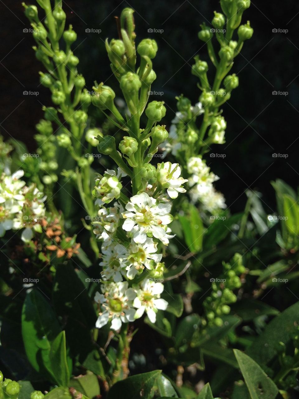 White flowers