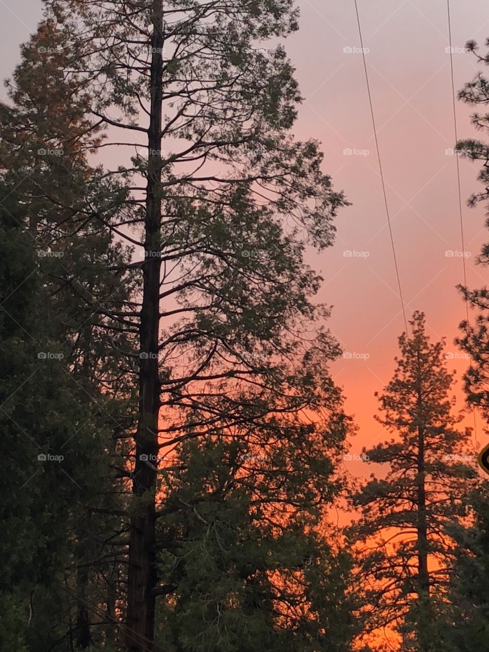 Sky is on fire setting behind the tall straight pine trees overlooking the mountain. 