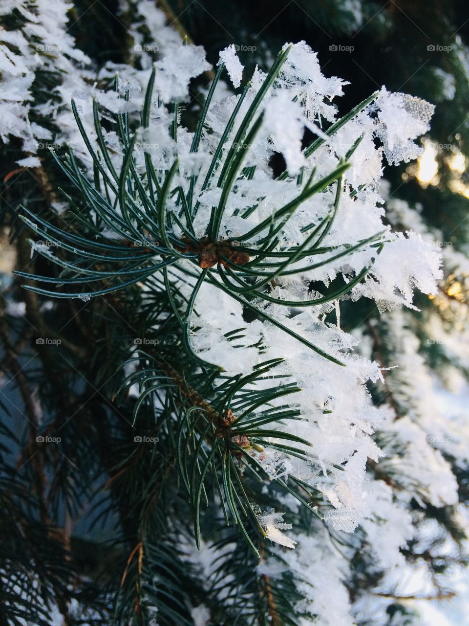 Pine tree closeup covered in frosty snowflakes