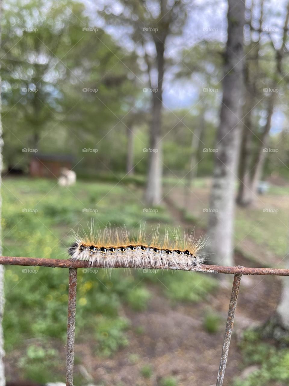 A small fuzzy caterpillar 🐛
