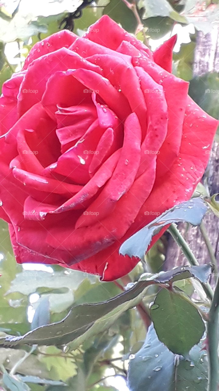 raindrops on the red rose