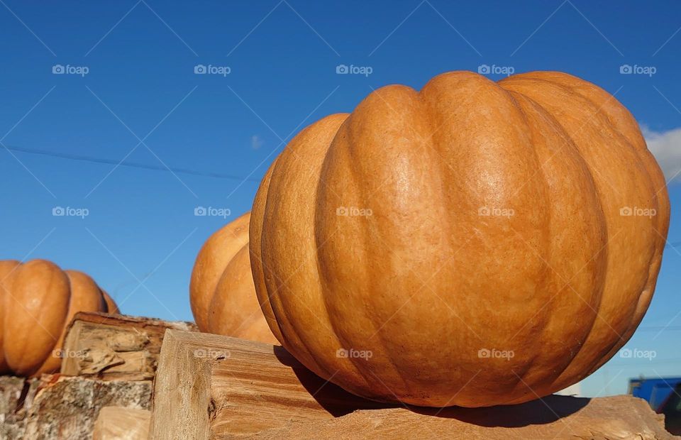 Pumpkin time 🎃🍂 Autumn moods 🎃🍂 Harvest 🎃🍂