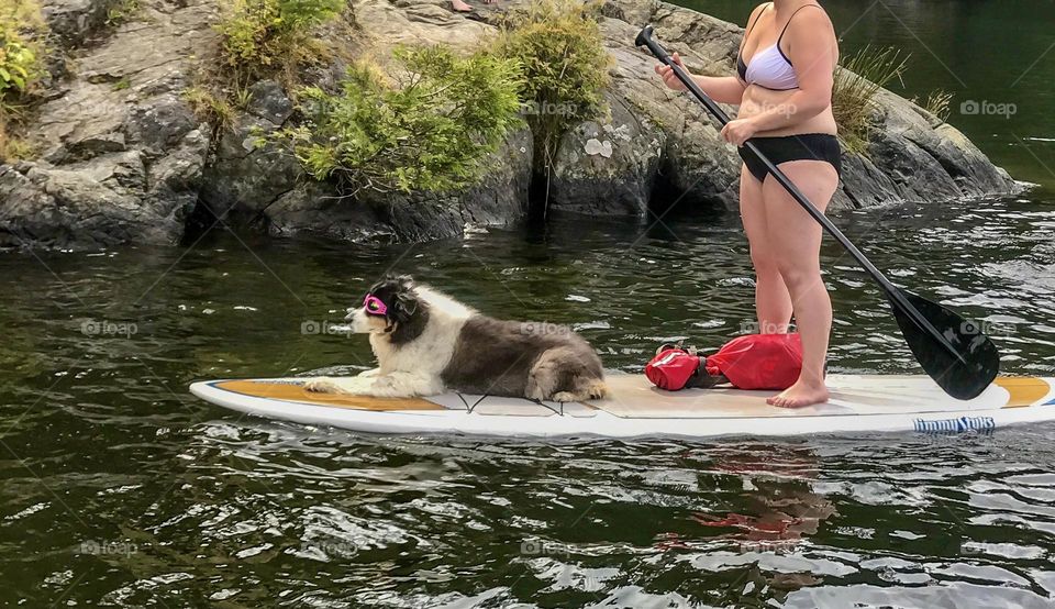 Dog with Google on a longboard 