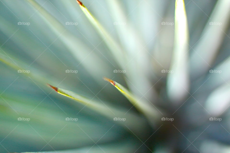 Depth of field . Agave cactus