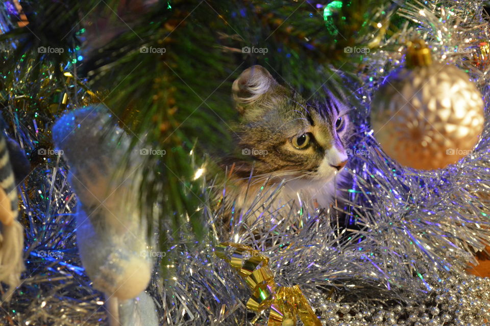 cat under the Christmas tree