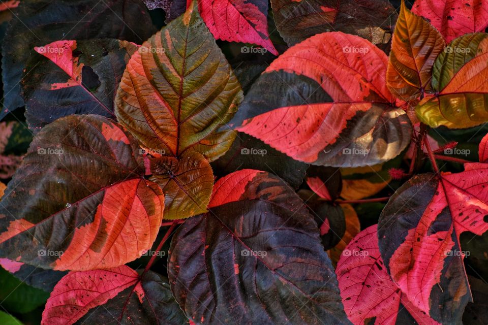 Copper leaves with elegant shades.