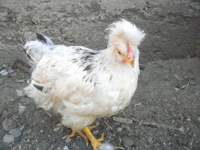 nice haircut