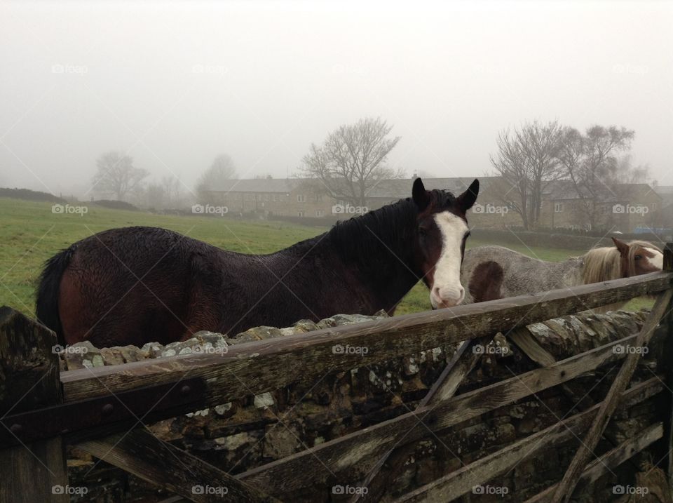 A foggy day in Haworth, England where you can beautiful horses