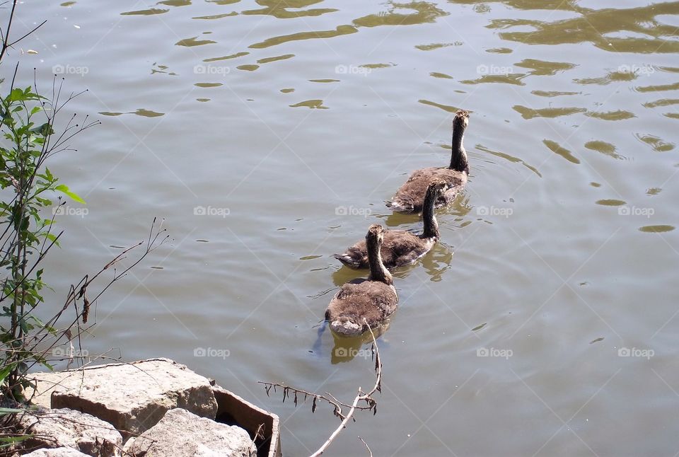 three baby geese