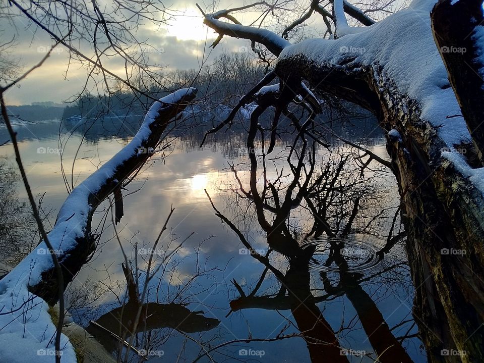 Tree on the river