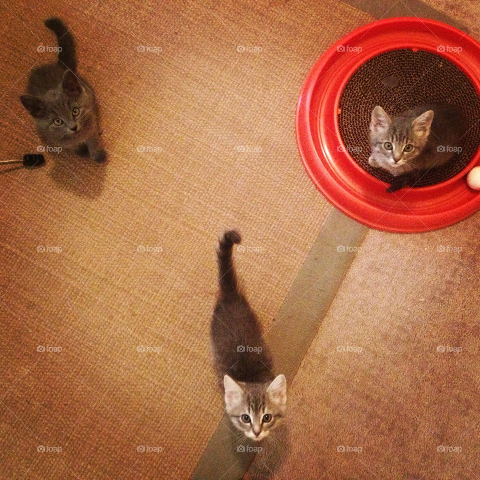 Three little raptors 