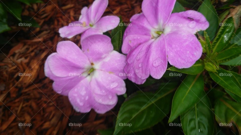 No Person, Nature, Flower, Flora, Garden