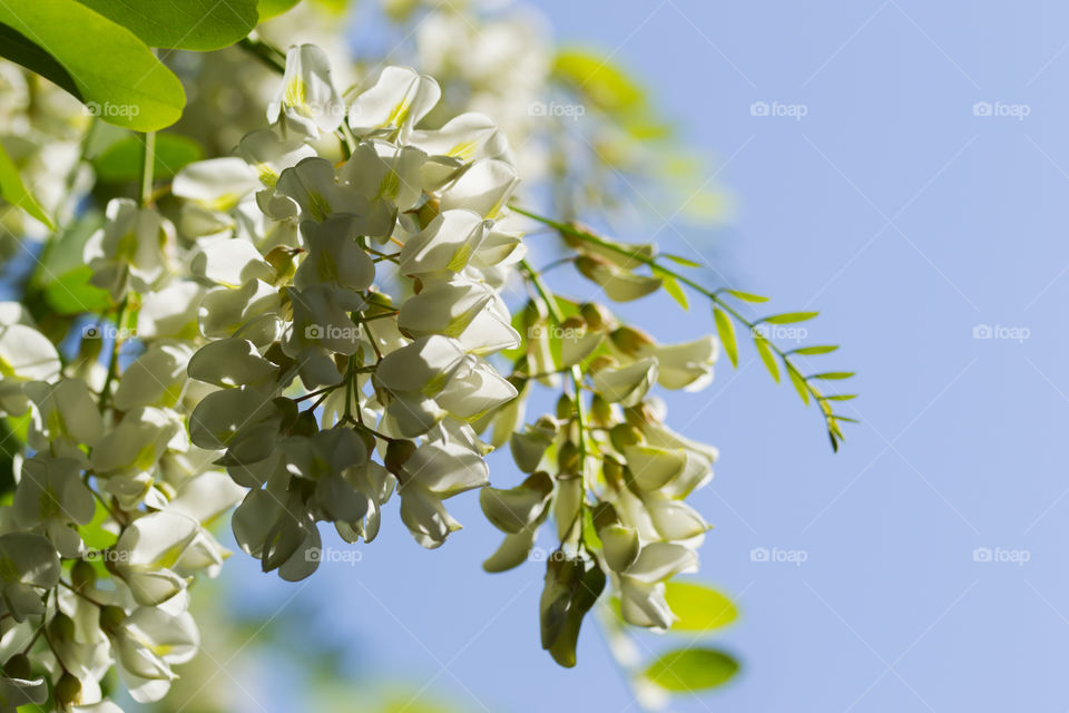 Locust tree in spring