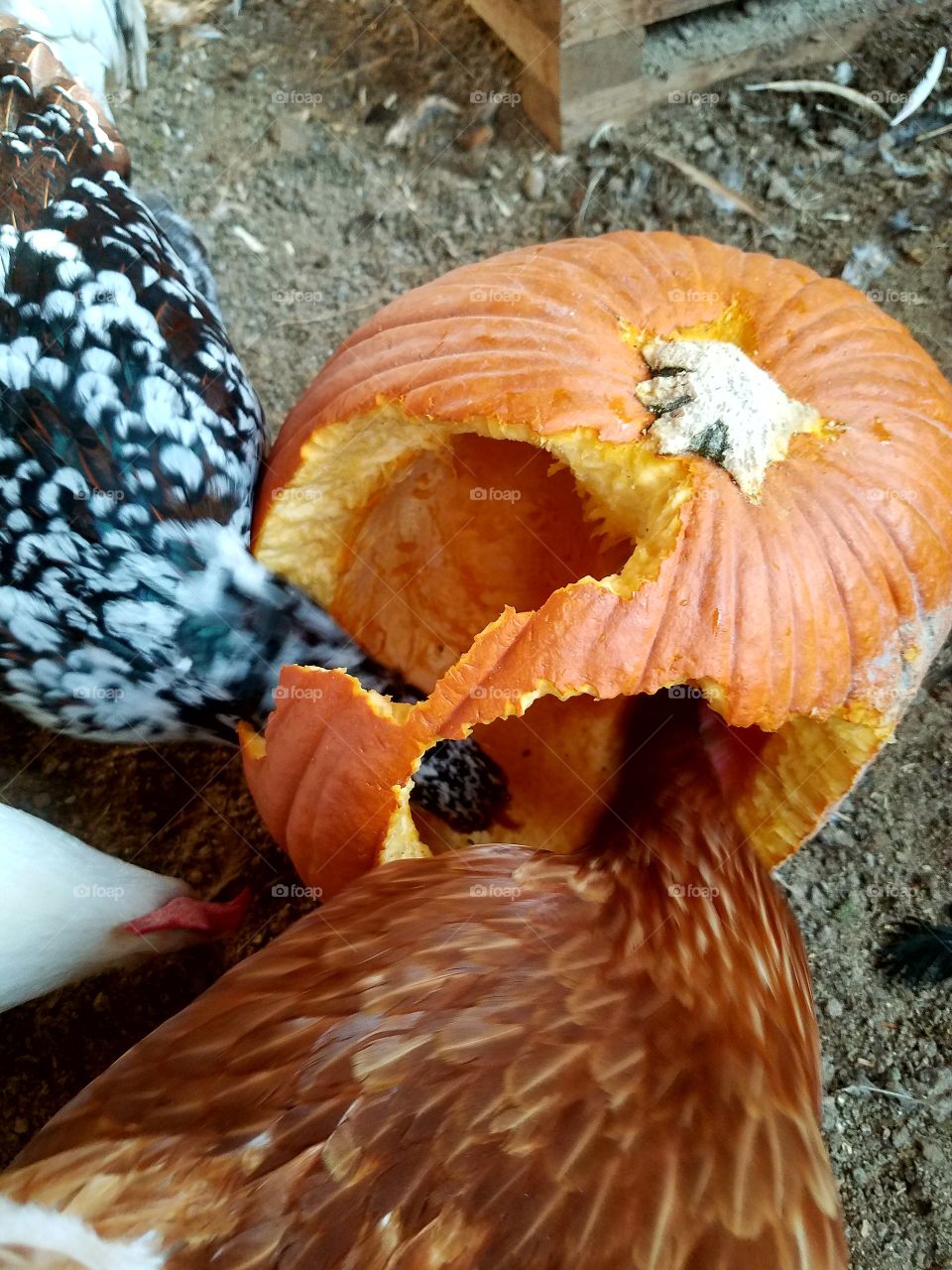 My chickens carved their own pumpkin!