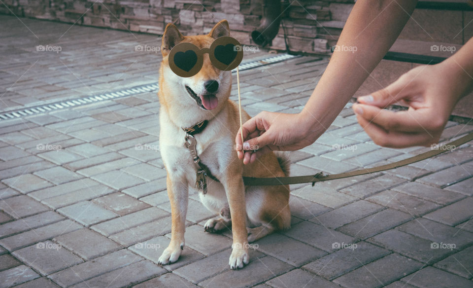 Person holding heart shape glasses for a dog