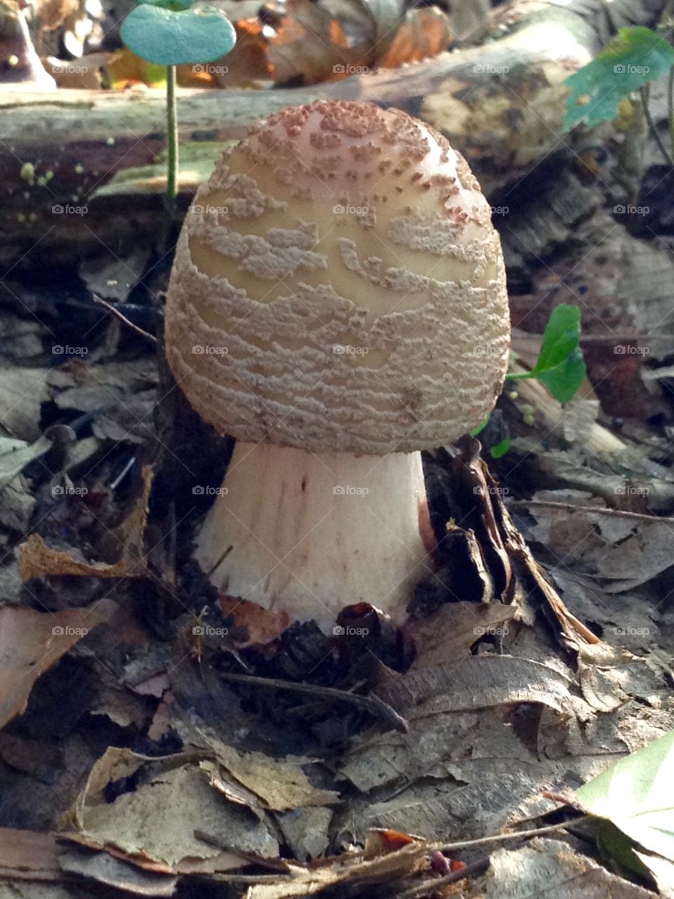 Health..mushroom