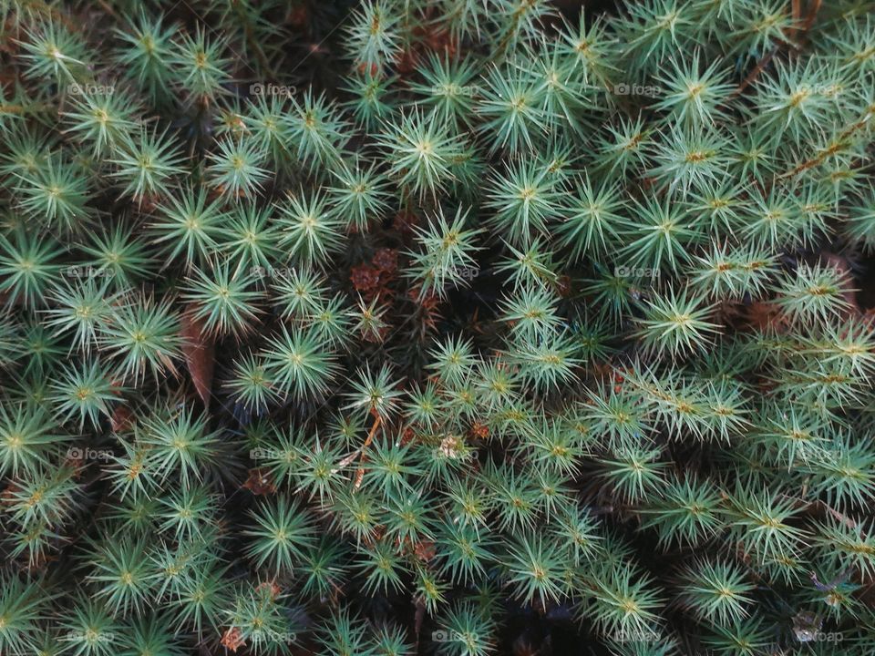 Moss in the forests of Ukraine