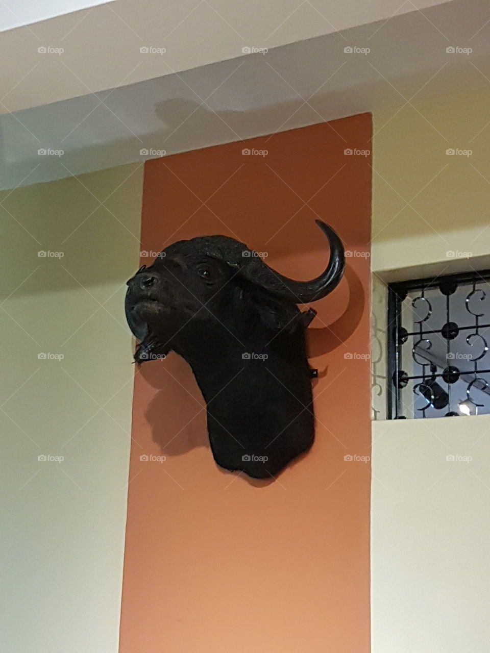 A buffalos head on a wall
