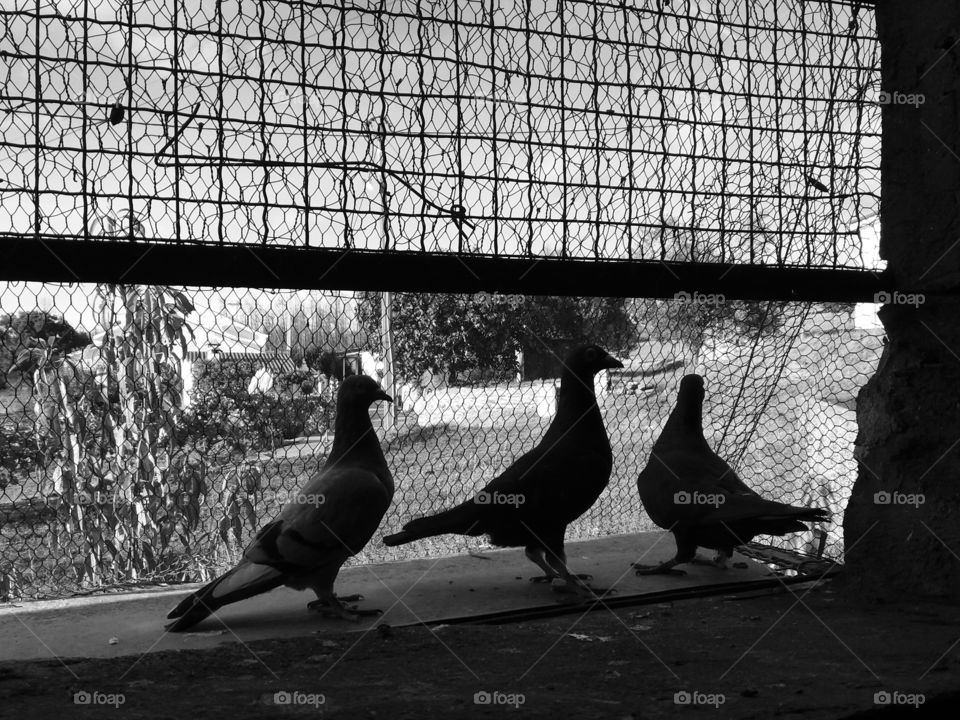 bird black and white