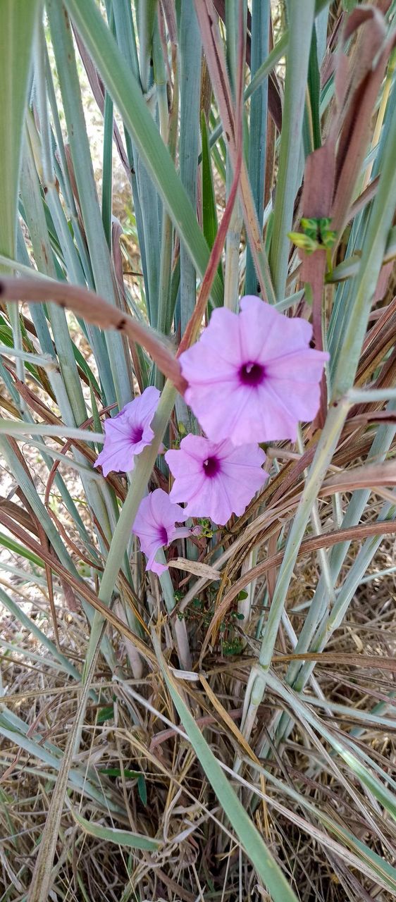 wildflowers