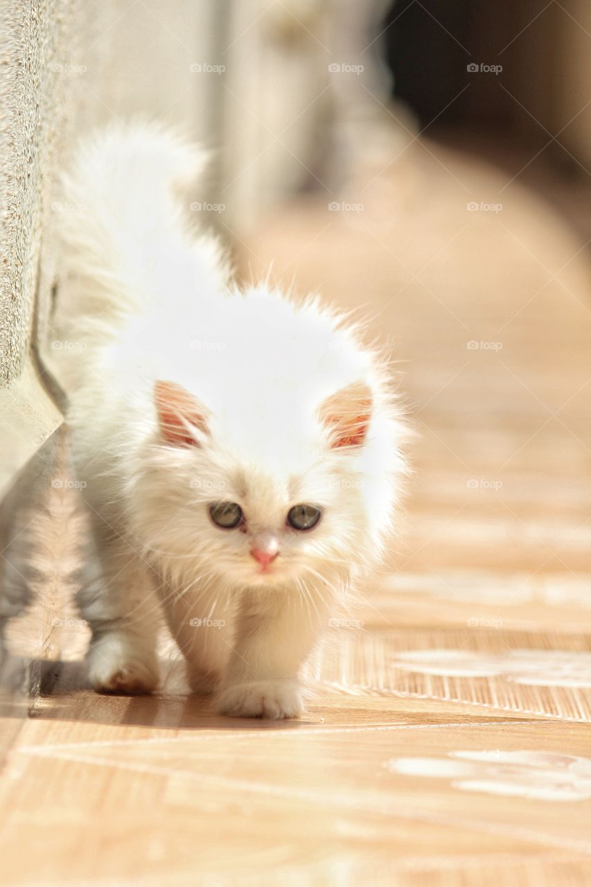 Persian Cat 🐱🐈