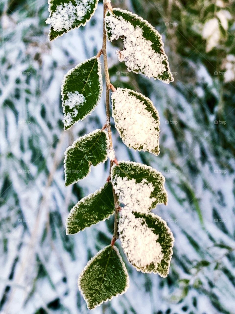 Snow crystals in dim sunlight on frozen, green leaves against a backdrop of snow-covered pasture grass 