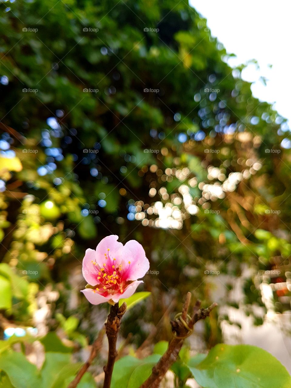 Flor de pêssego