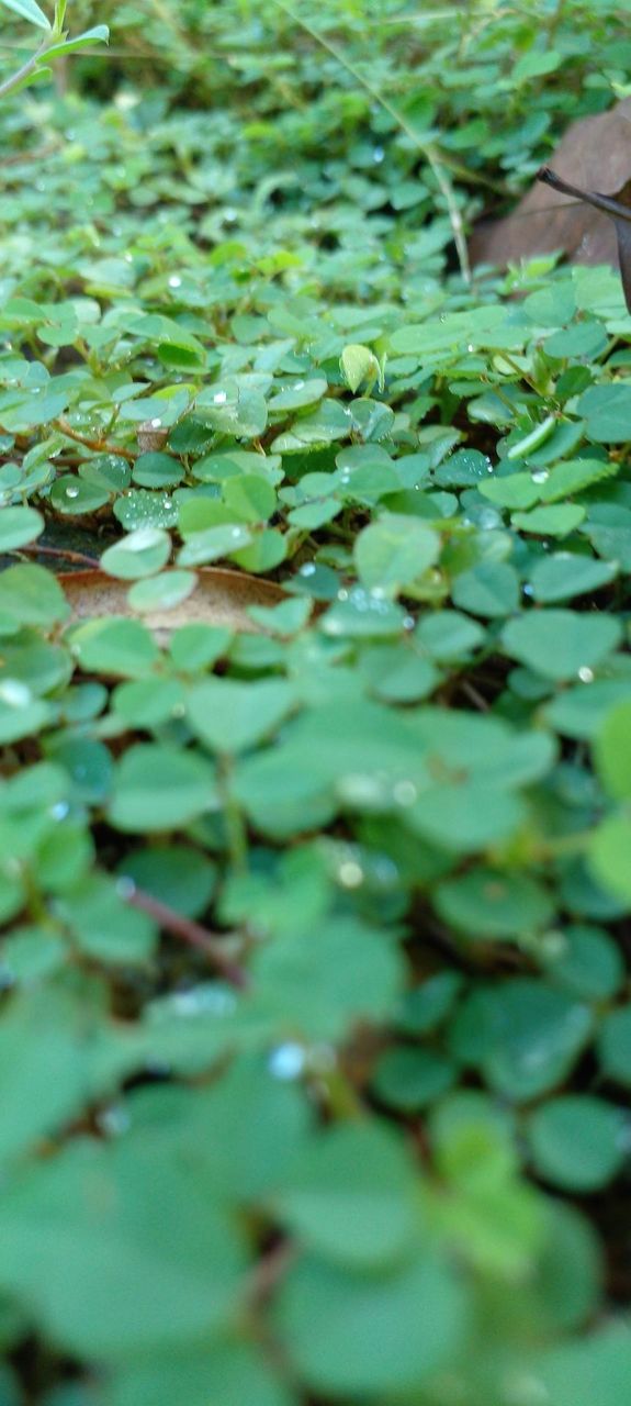 naturelove, drak picture, beautiful, green, Grass
