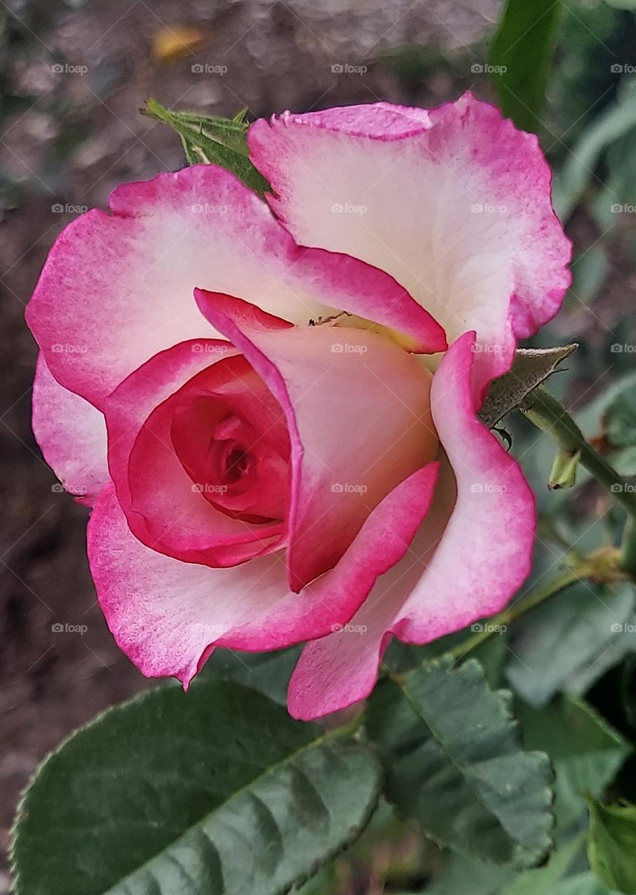 A Pink and White 🌹 Rose