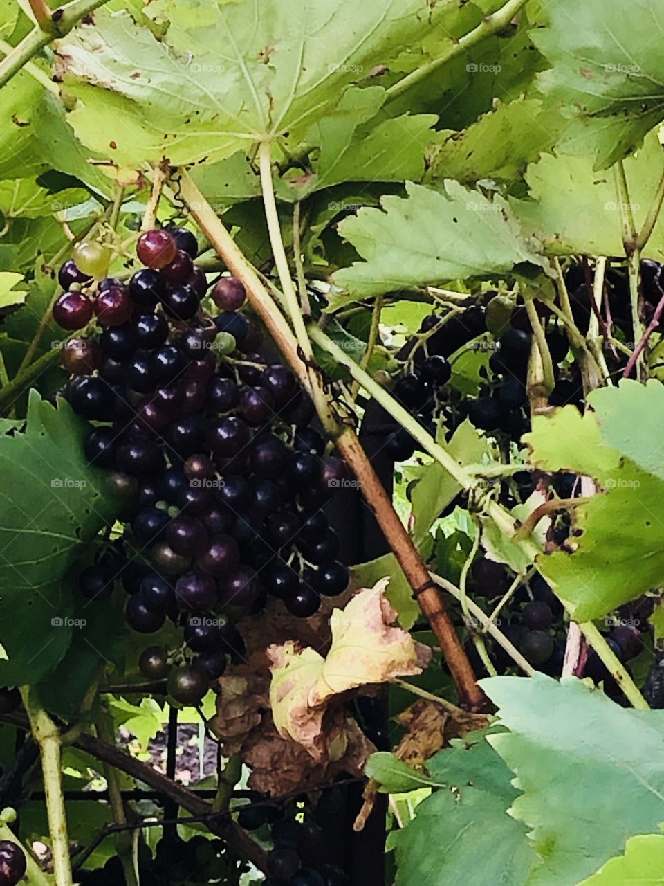 Black grapes on the vine 
