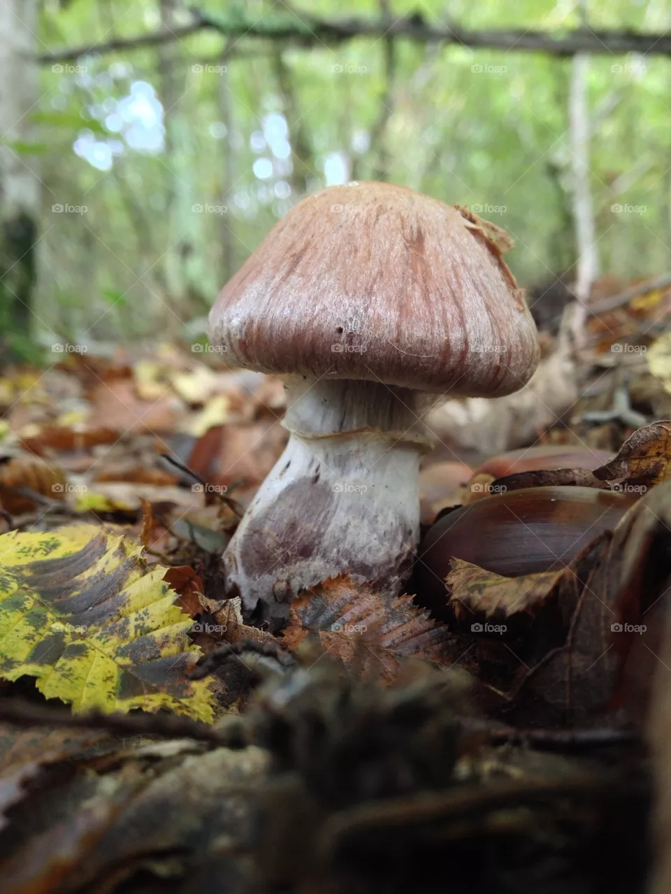 Mushroom 