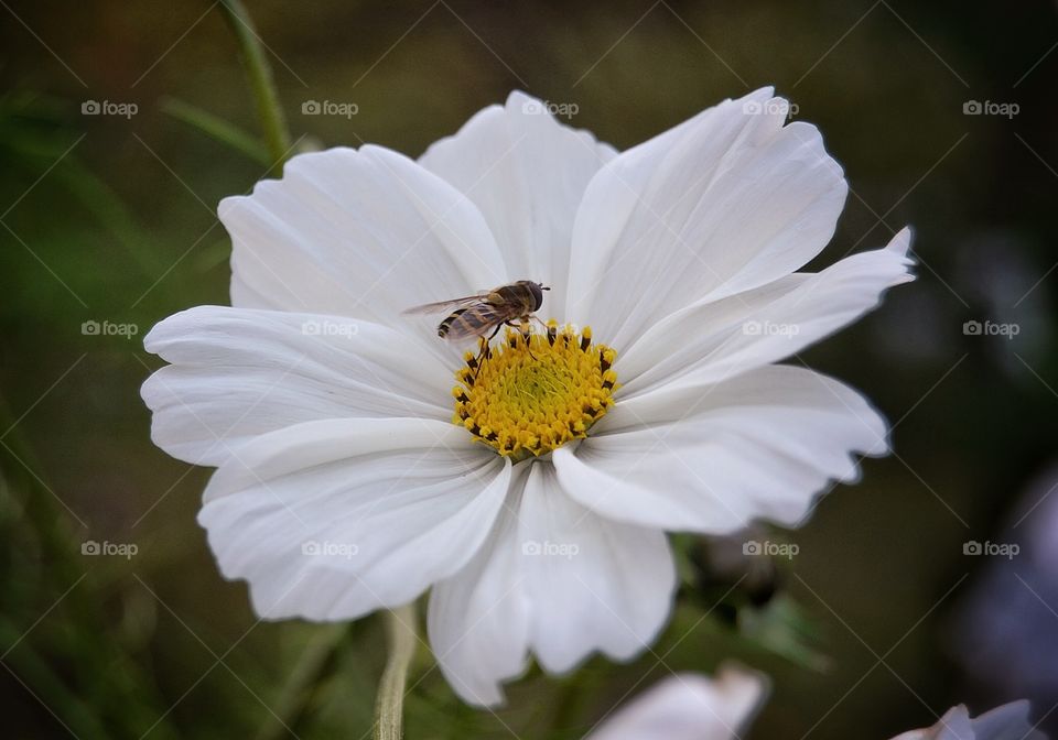 Flower, Nature, No Person, Flora, Summer