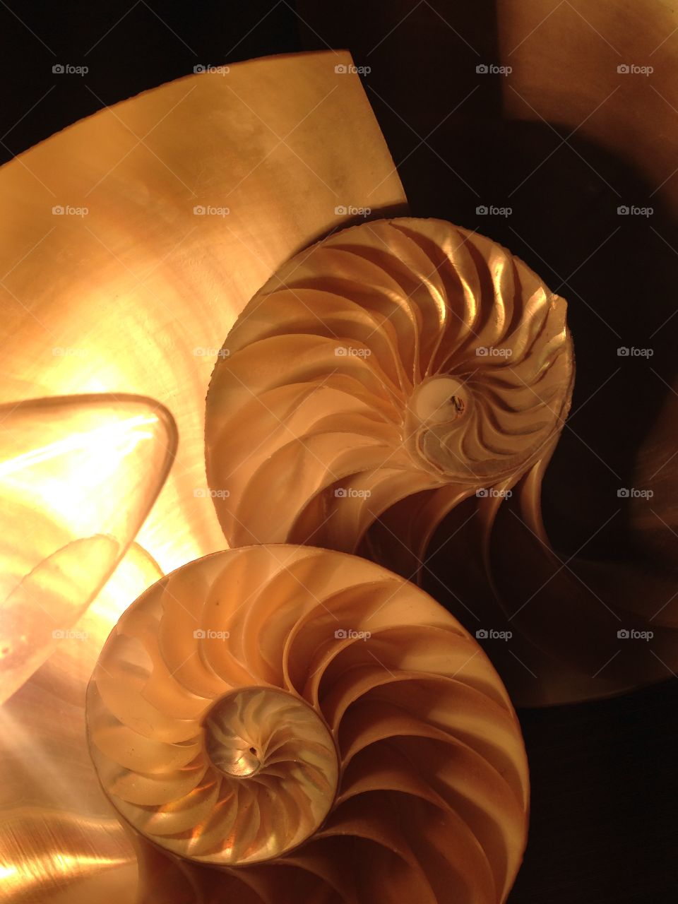Nautilus shell cross section spiral symmetry pompilius Fibonacci sequence seashell snail mollusk 