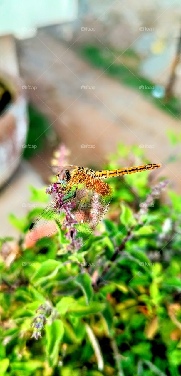 dragonfly