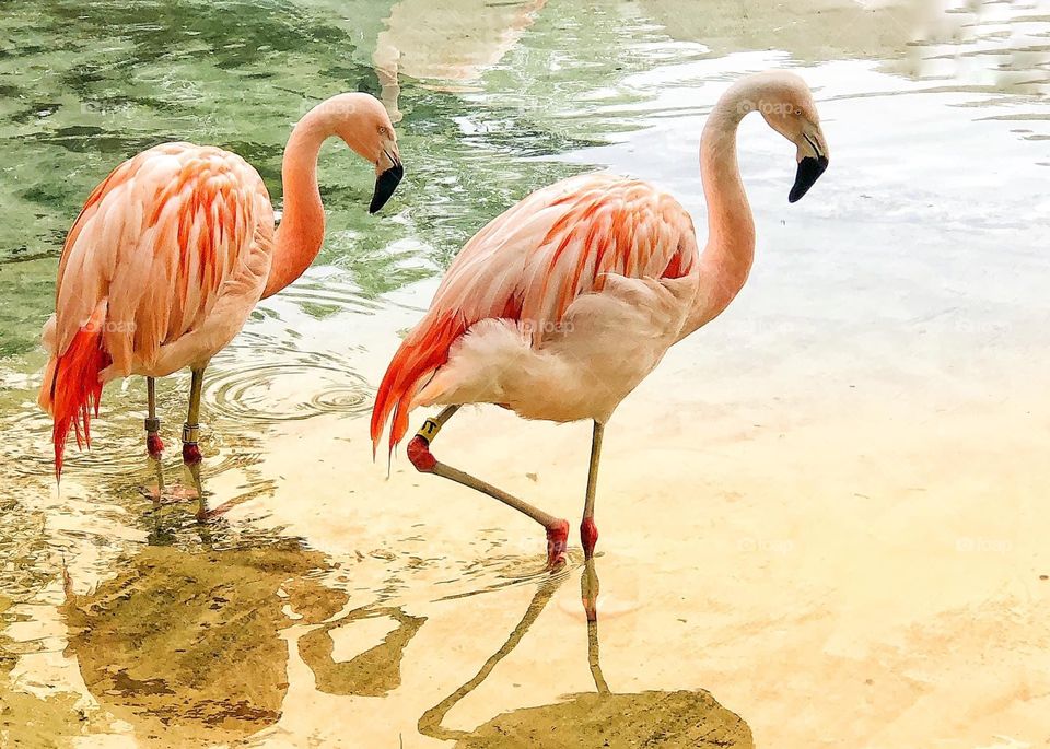 Flamingos 