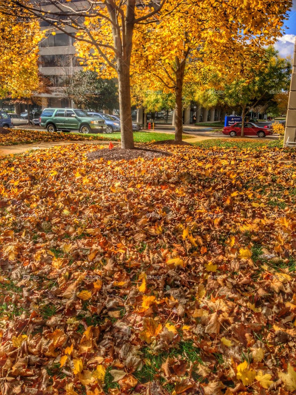 Colorful Fall Leaves that have fallen from the trees