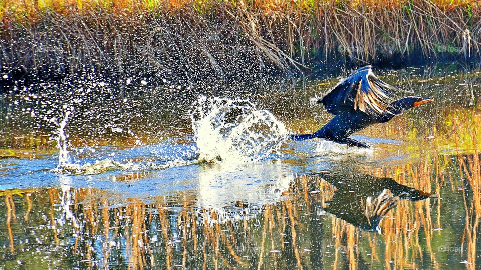 Bird taking off over lake