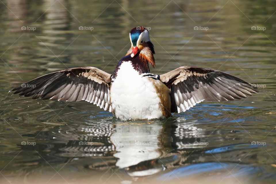 Mandarin duck spreads its wings in a pond