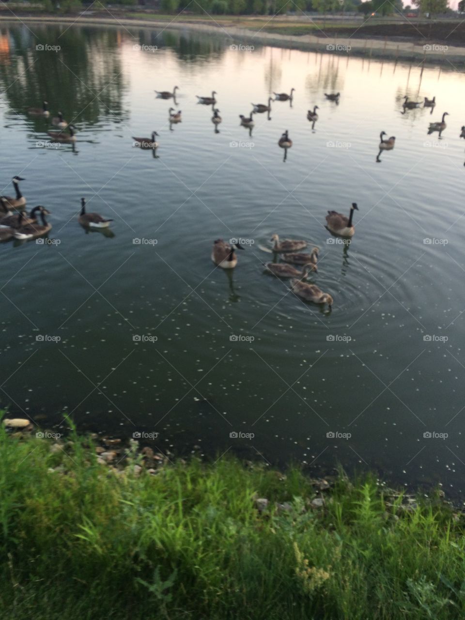 Spring is here, the Canadian Geese returned to the lake 