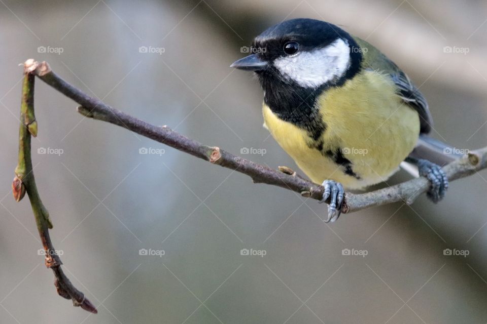 Great tit, if you believe in yourself, you can even sit on a broken branch ;)