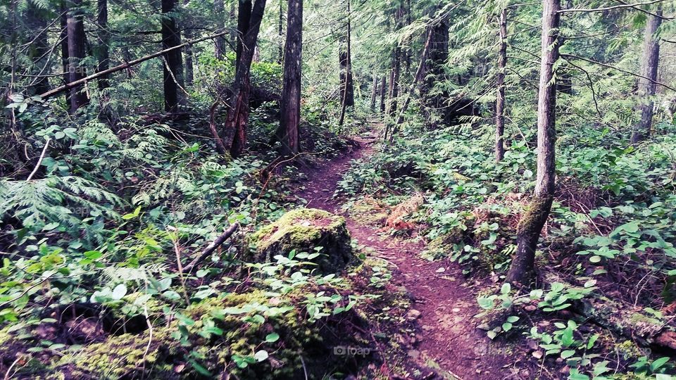 nanaimo bc trail through forest