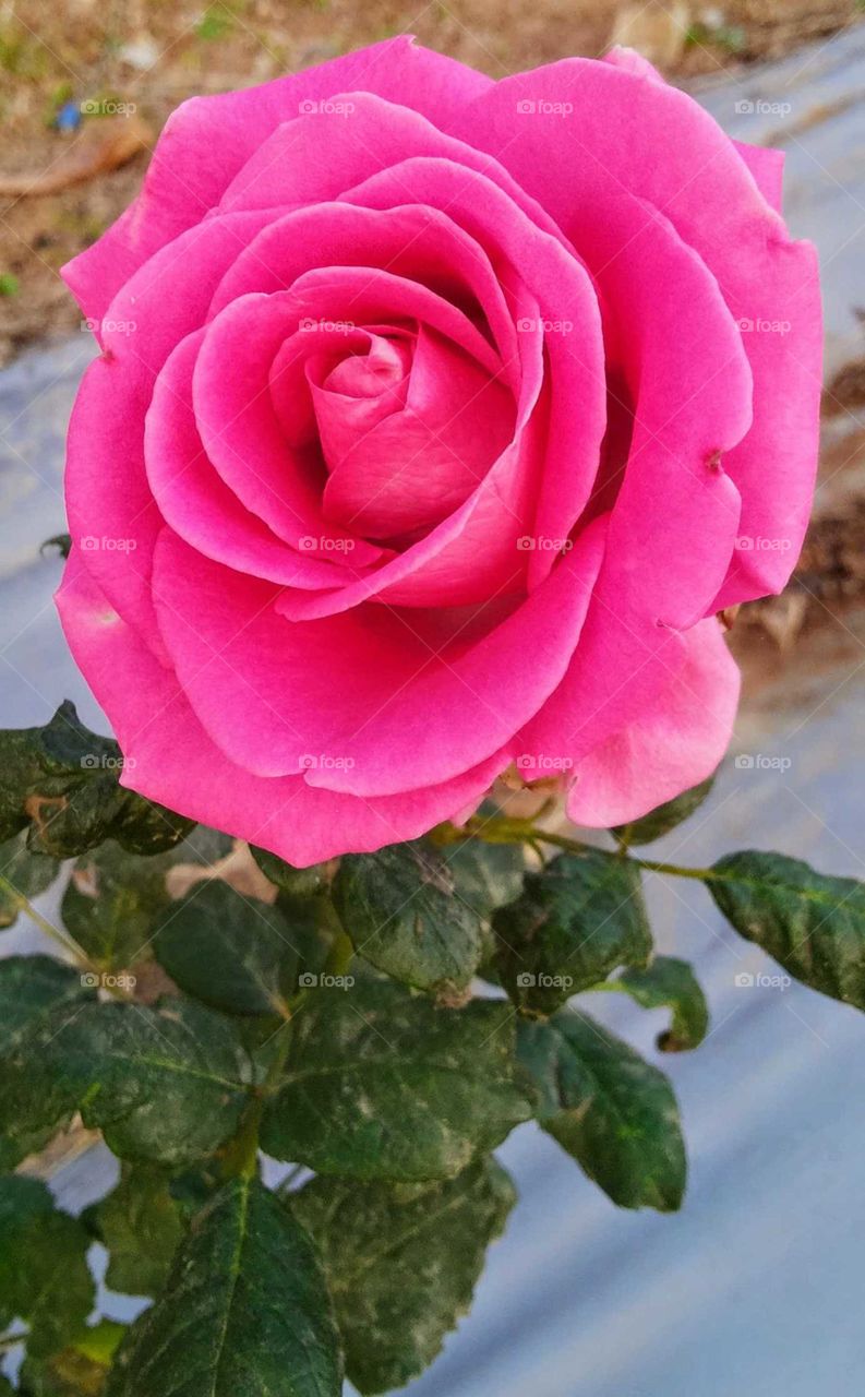 Beauty of pink rose