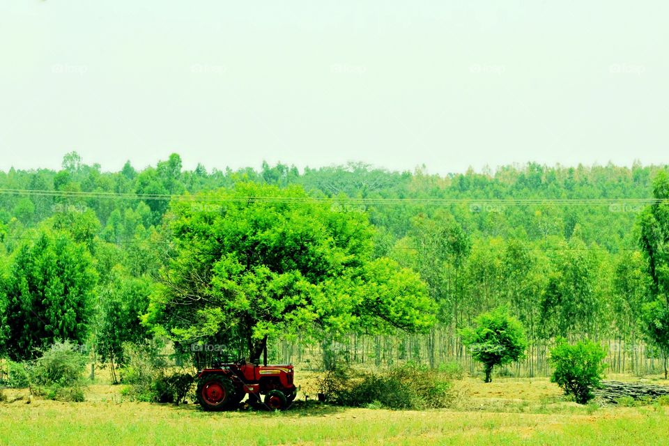 Green Trees