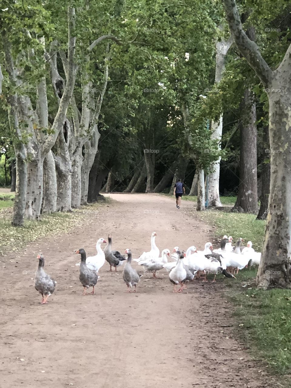 Gansos Patos Naturaleza Parque Camino