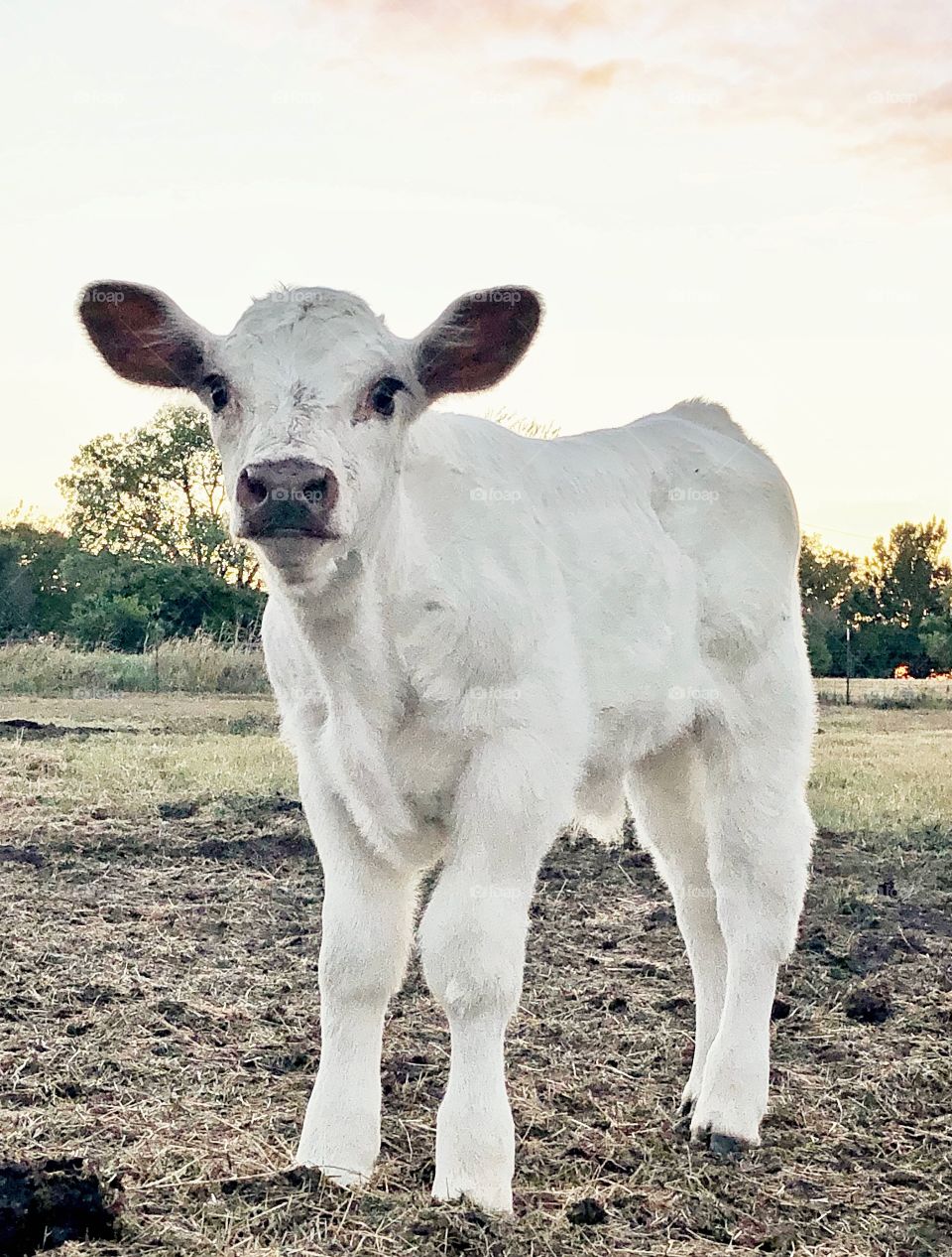 Shorthorn calf