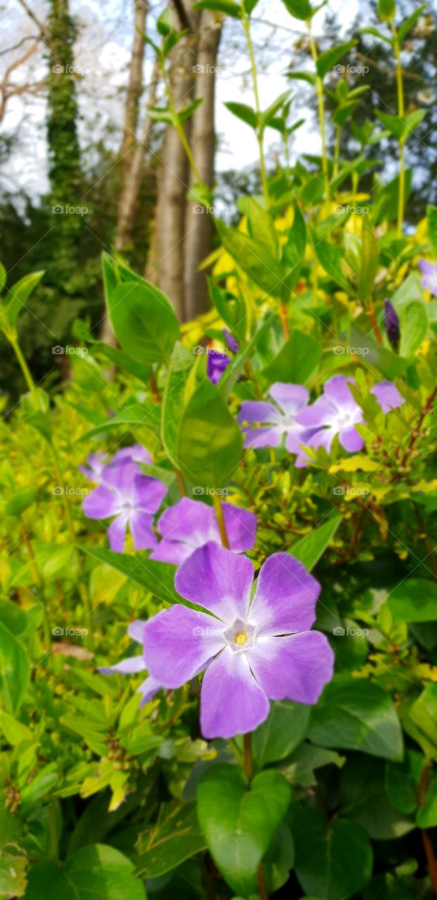 Beautiful flowers