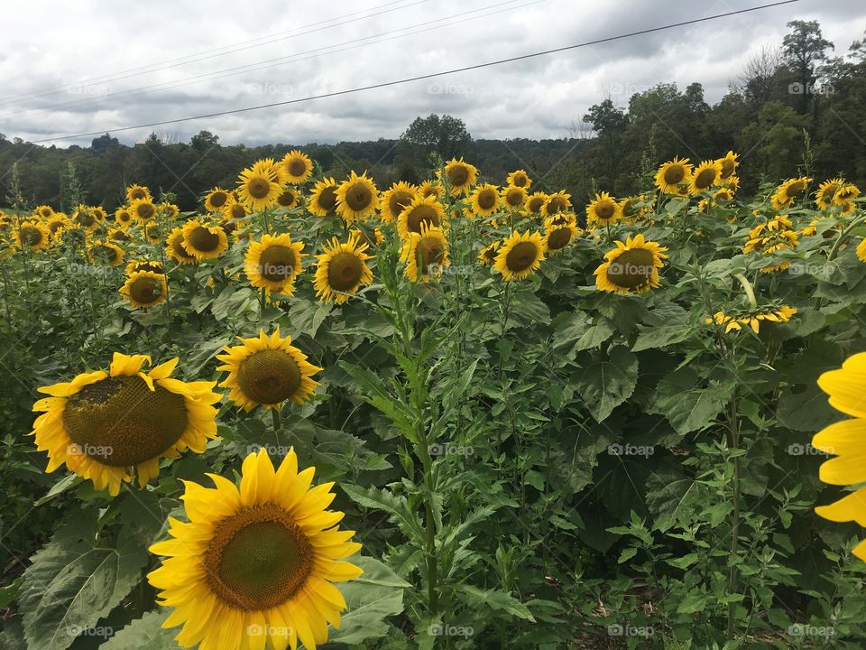 Sunflower maze
