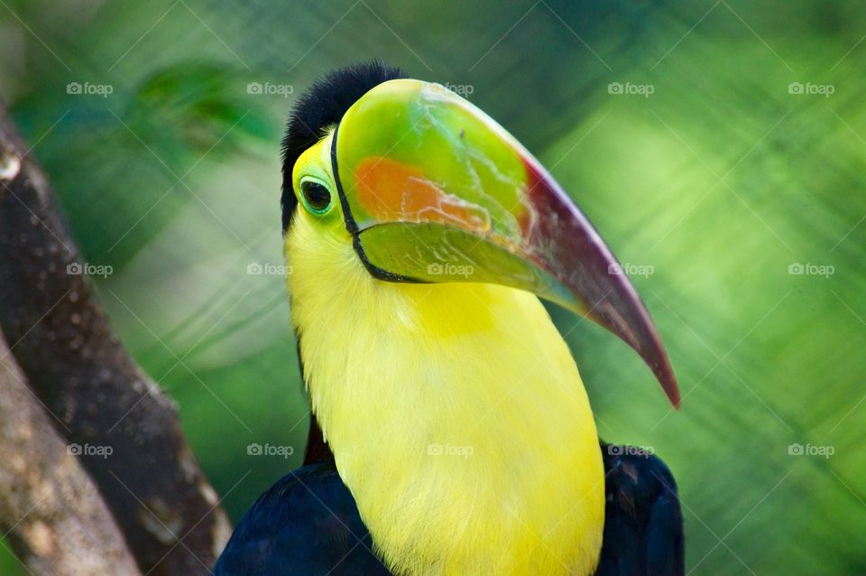 Toucan
