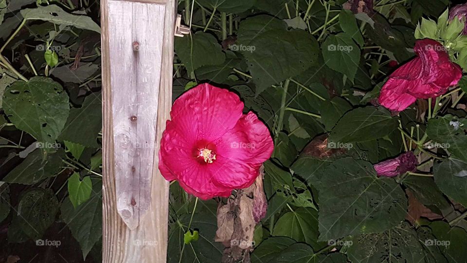 Loved how this looked with the night sky as a backdrop