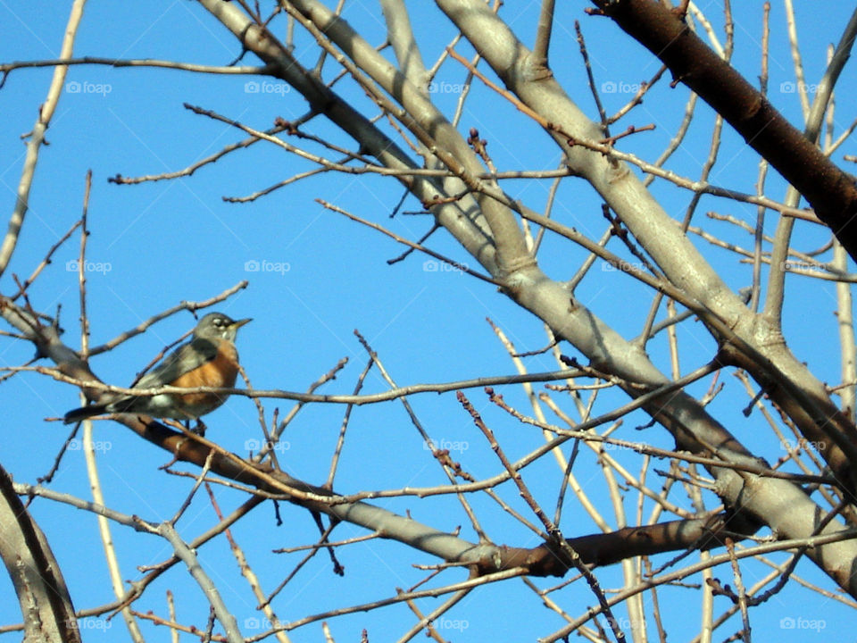Pretty bird enjoying a beautiful sunny day.
